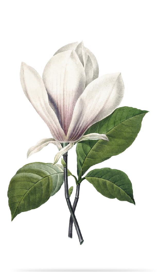 Una splendida illustrazione dettagliata di un fiore di magnolia con petali bianco pallido e foglie verde scuro. Il fiore è raffigurato in piena fioritura con una delicata sfumatura di colore.