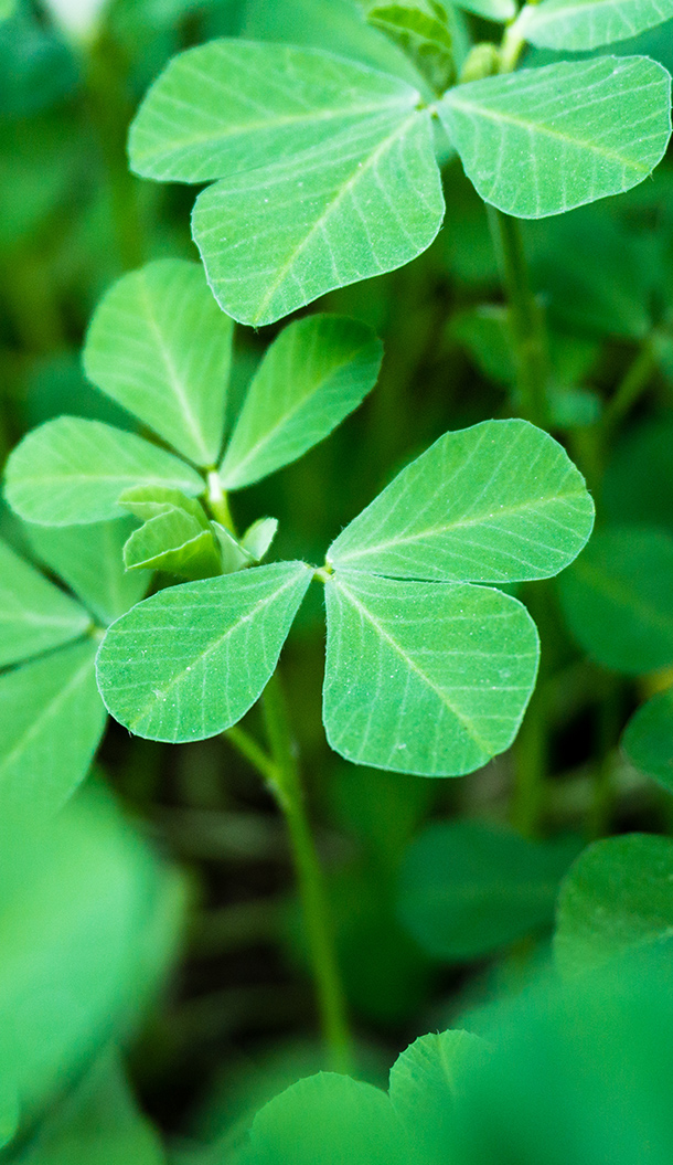 Um grande plano de folhas de trevo verdes vibrantes com veias intrincadas. As folhas são exuberantes e rodeadas por uma vegetação desfocada.