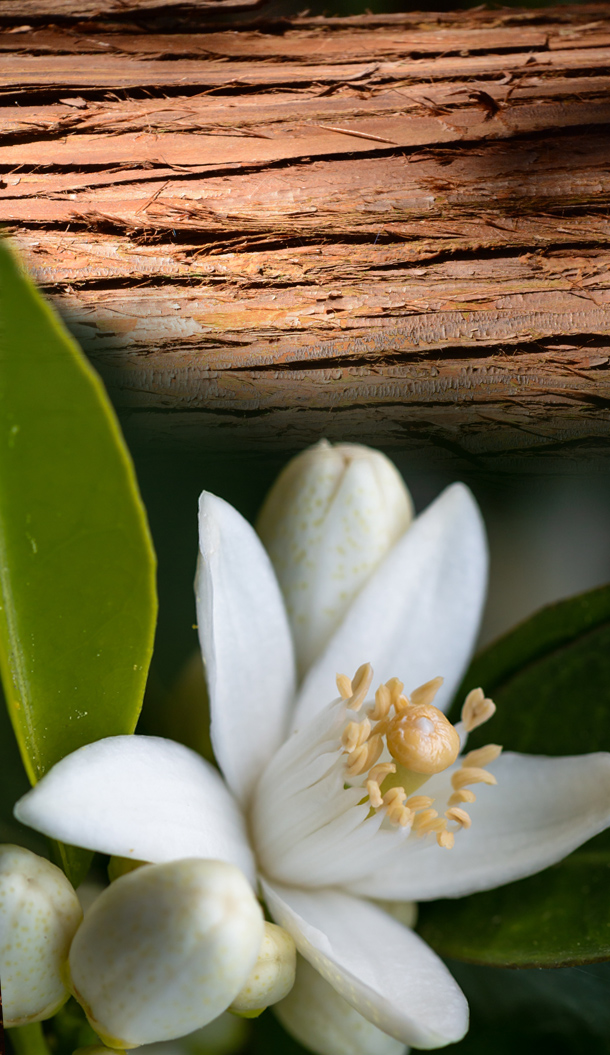 Nahaufnahme einer weißen Zitrusblüte mit zarten Blütenblättern und gelben Staubblättern vor dem Hintergrund einer strukturierten Holzrinde.