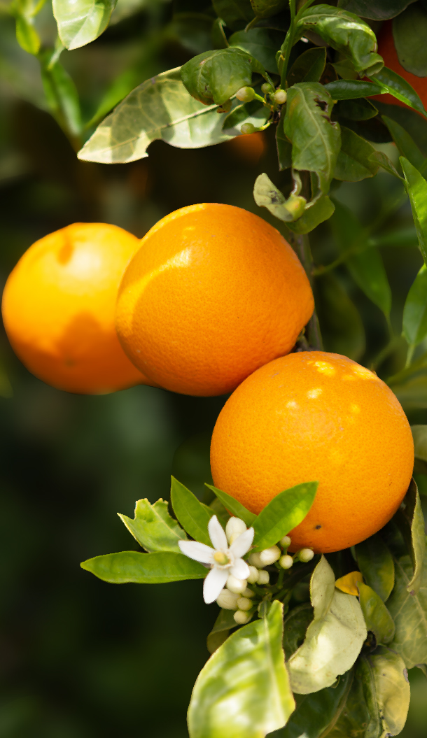 Três laranjas maduras penduradas num ramo rodeado por folhas verdes, com uma pequena flor branca e frutos verdes nas proximidades.