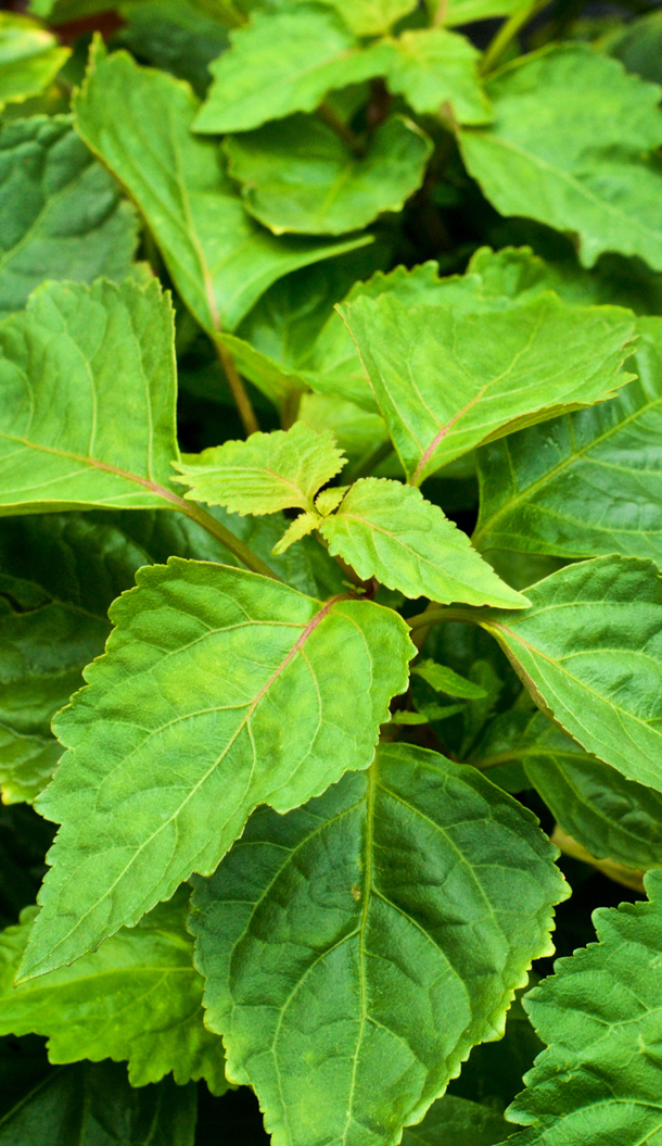 Uma imagem em grande plano de folhas verdes vibrantes com uma textura brilhante, mostrando formas e tamanhos variados de uma planta.