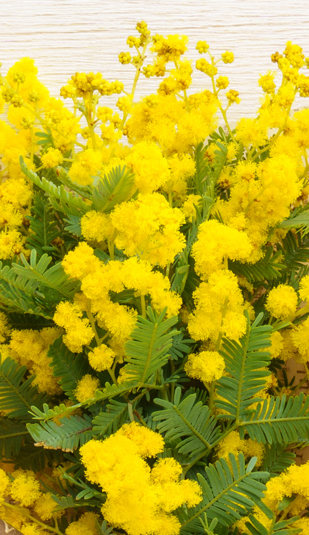 Um bouquet vibrante de flores amarelas brilhantes de mimosa rodeadas por folhas verdes plumosas.