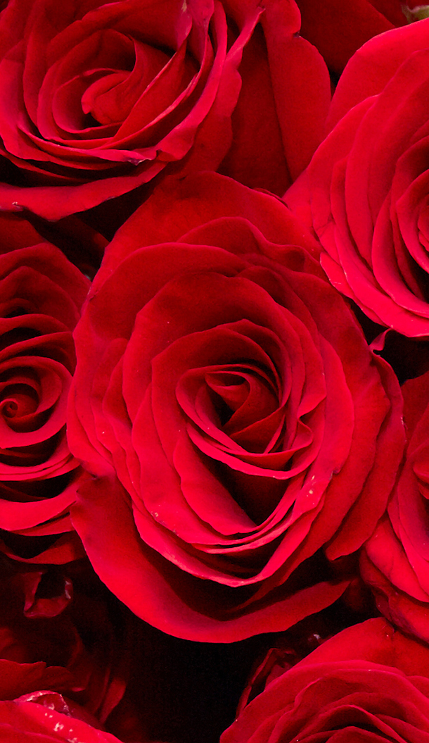 Un primo piano di rose rosso vivo, che ne mette in risalto il colore intenso e la complessa struttura dei petali.