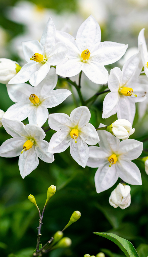 Eine Gruppe weißer Blüten mit gelben Blütenkernen, umgeben von grünem Laub. Einige Blüten stehen in voller Blüte, während andere noch Knospen sind.