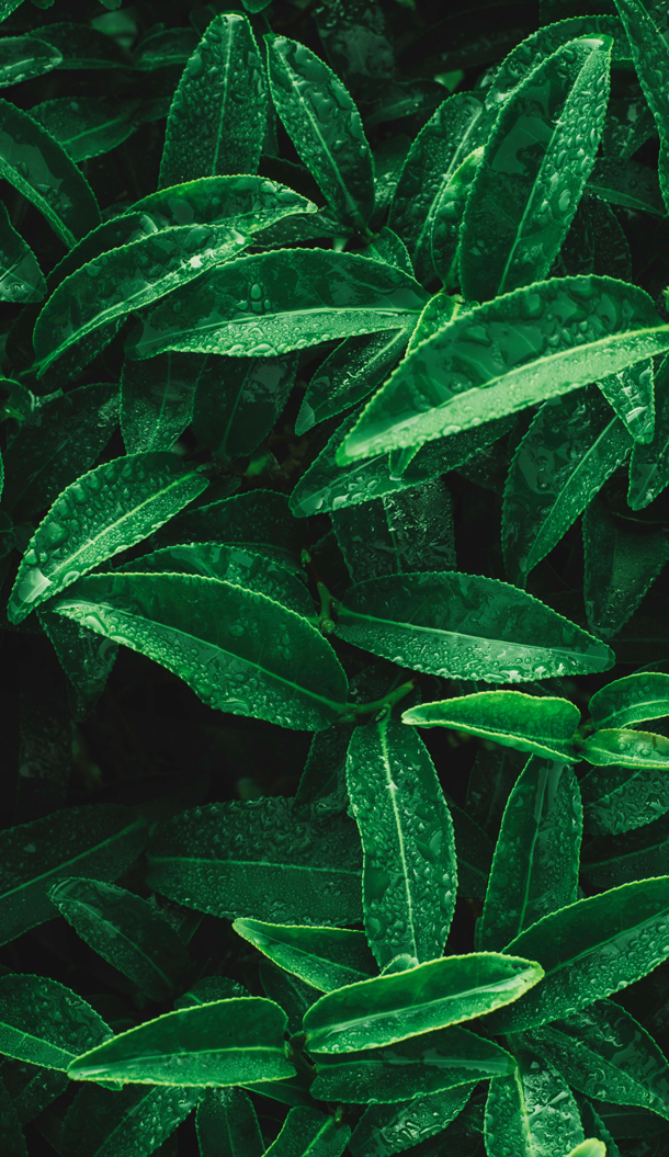 Uma imagem em grande plano de folhas verdes exuberantes, algumas adornadas com gotículas de água, criando uma aparência vibrante e fresca.