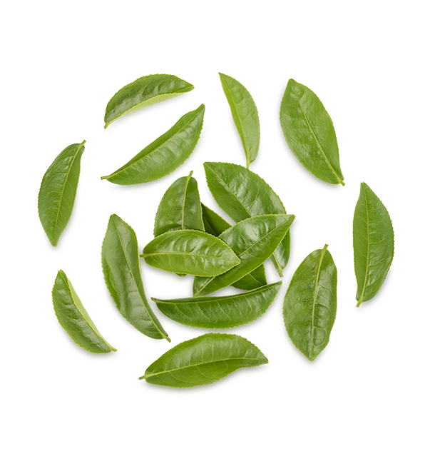 Uma coleção de folhas frescas de chá verde dispostas num padrão circular sobre um fundo branco.