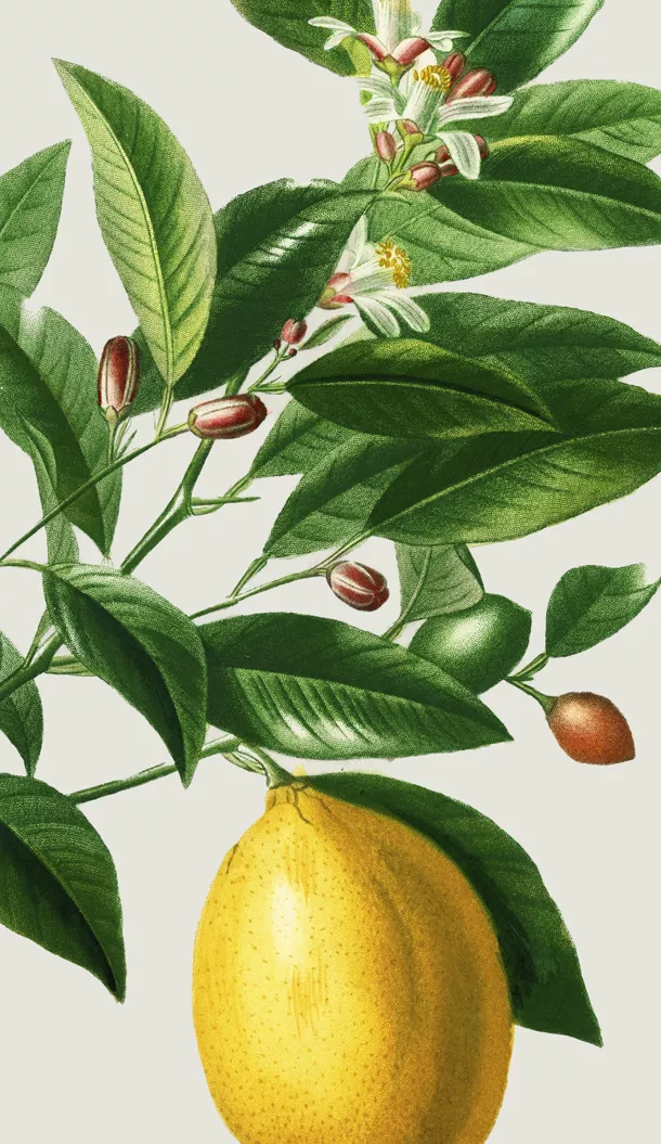 Eine detaillierte Illustration eines Zitronenbaumzweigs mit grünen Blättern, weißen Blüten und einer reifen Zitrone am unteren Ende. Der Hintergrund ist in einer sanften, neutralen Farbe gehalten.