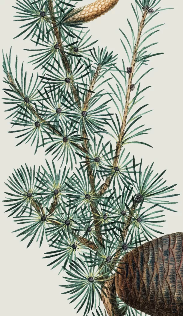 Illustrazione botanica dettagliata di un ramo di pino con foglie aghiformi, piccoli coni e bacche scure su sfondo chiaro.