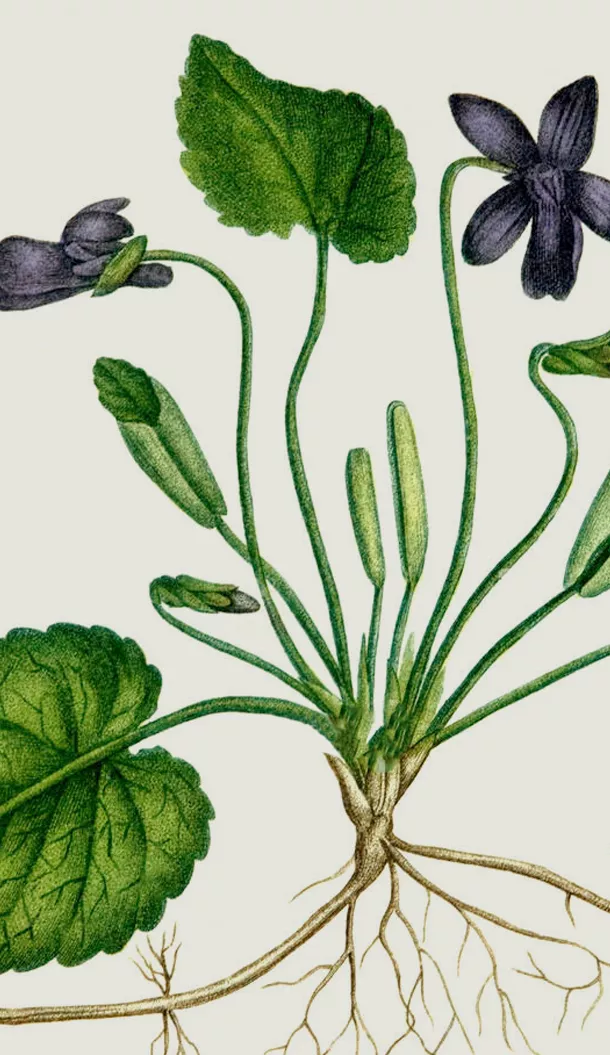 Illustrazione di fiori viola con foglie verdi e radici, che mostra la struttura dettagliata della pianta. I fiori sono viola e le foglie sono larghe e a forma di cuore.