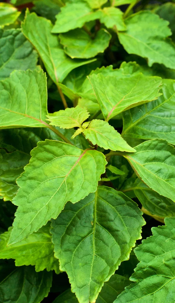 Close-up de folhas verdes vibrantes com uma superfície texturizada, apresentando veios distintos e uma aparência brilhante.