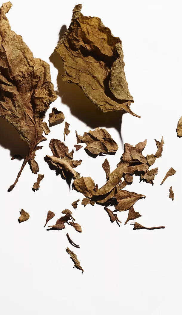 Dried brown leaves scattered on a white surface, with larger pieces and smaller fragments visible.