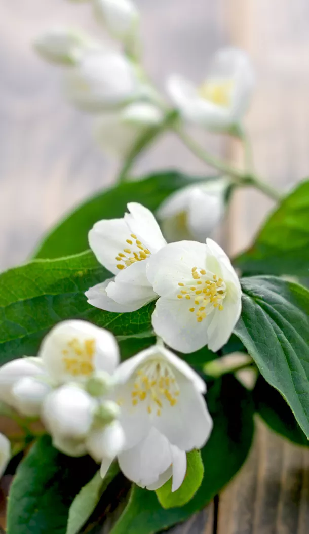 Primo piano di delicati fiori bianchi con stami gialli, circondati da foglie verdi, su uno sfondo di legno.