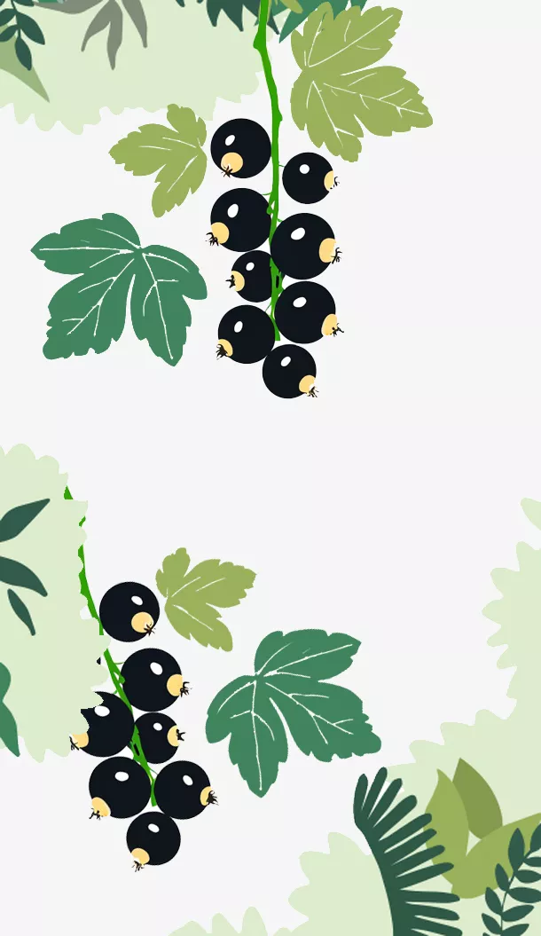 Illustrazione stilizzata di due grappoli di ribes nero appesi a rampicanti frondosi, circondati da varie foglie verdi. Lo sfondo è di un colore tenue e chiaro.