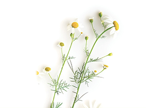 Uno stelo di fiori di camomilla con petali bianchi e centro giallo su sfondo bianco.