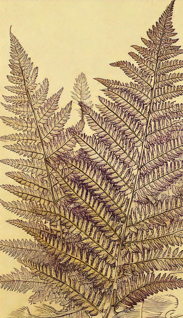 Un'illustrazione dettagliata delle foglie di felce, che mette in risalto i motivi intricati e le texture dai toni terrosi. Lo sfondo è di un colore tenue, che evidenzia la delicata struttura delle felci.