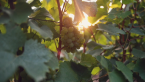 Un primo piano di grappoli d'uva verde appesi a una vite, immersi nella luce dorata del sole che filtra attraverso le foglie verde intenso.