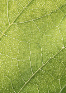 Primo piano di una foglia verde rigogliosa che mostra intricati motivi venati e una superficie ruvida.