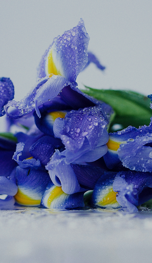Um grande plano de delicadas flores roxas com detalhes amarelos, adornadas com gotículas de água nas pétalas, pousadas sobre uma superfície lisa.