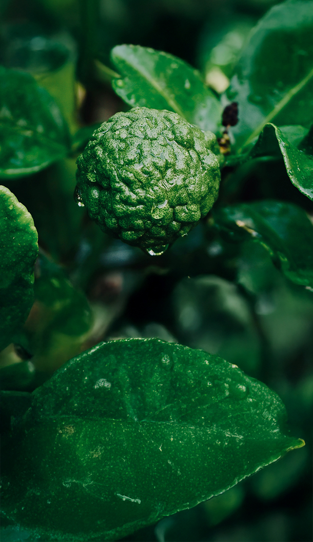 Close-up de uma fruta verde texturizada rodeada por folhas verdes exuberantes, com gotículas de água aderidas à superfície.