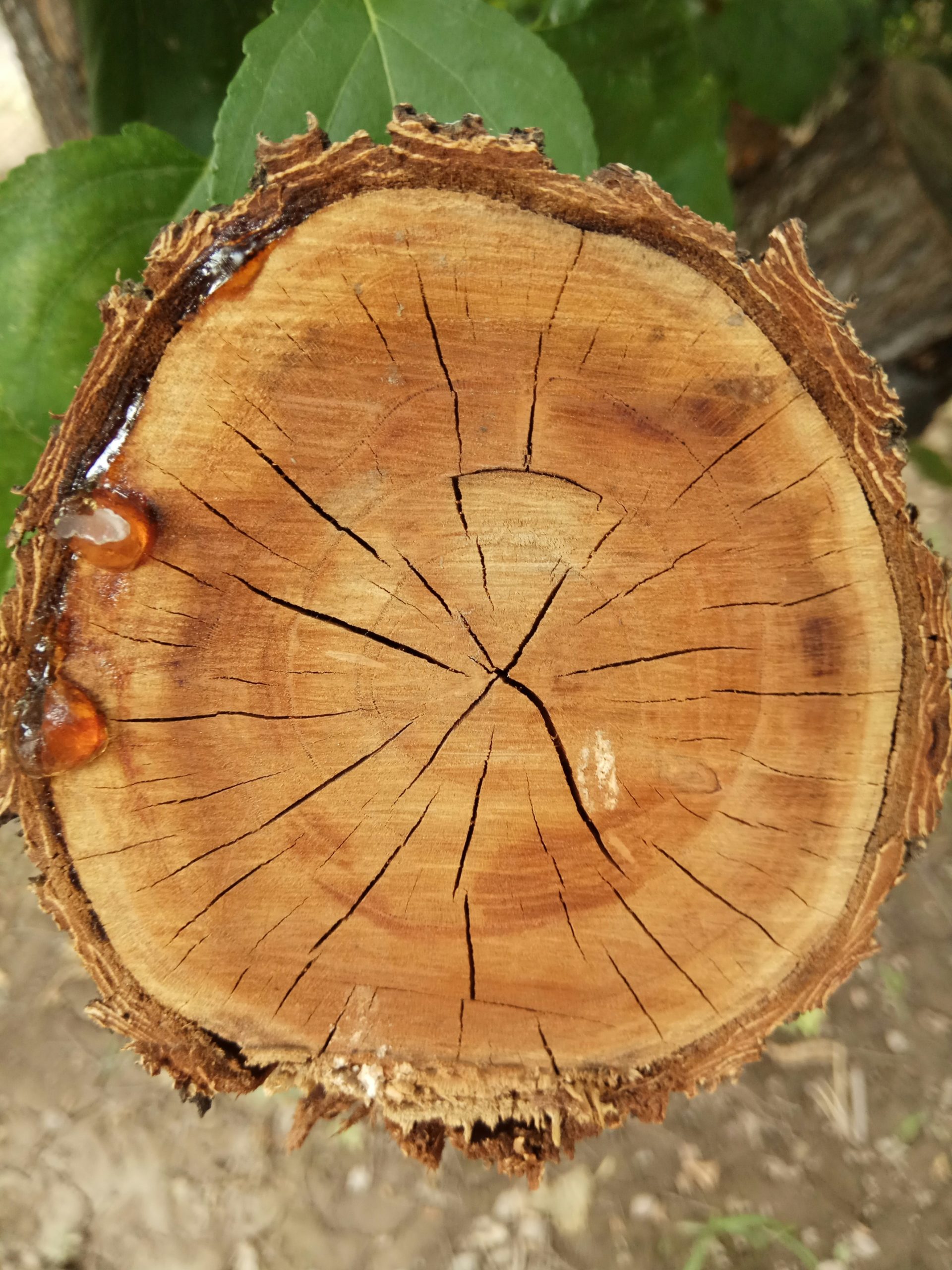 Una vista ravvicinata di un ceppo d'albero che mostra anelli di crescita concentrici e crepe superficiali, con resina che fuoriesce da un lato.