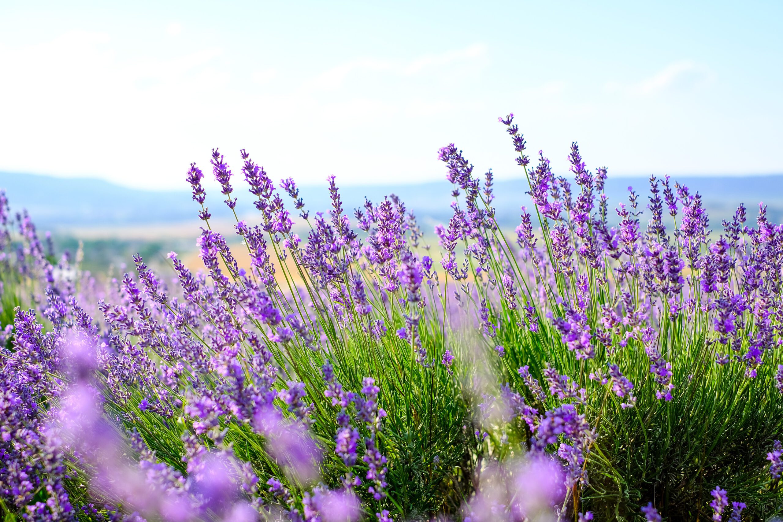 Un campo rigoglioso di lavanda in fiore con grappoli di fiori viola che ondeggiano nella brezza, sullo sfondo di un cielo azzurro e montagne in lontananza.