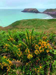 Un paesaggio costiero caratterizzato da vivaci fiori gialli in primo piano, con verdi colline e una costa rocciosa che conduce al mare sullo sfondo.