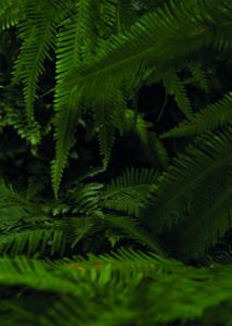 Una vista ravvicinata di felci verde intenso, che creano uno sfondo di fogliame fitto e vivace.