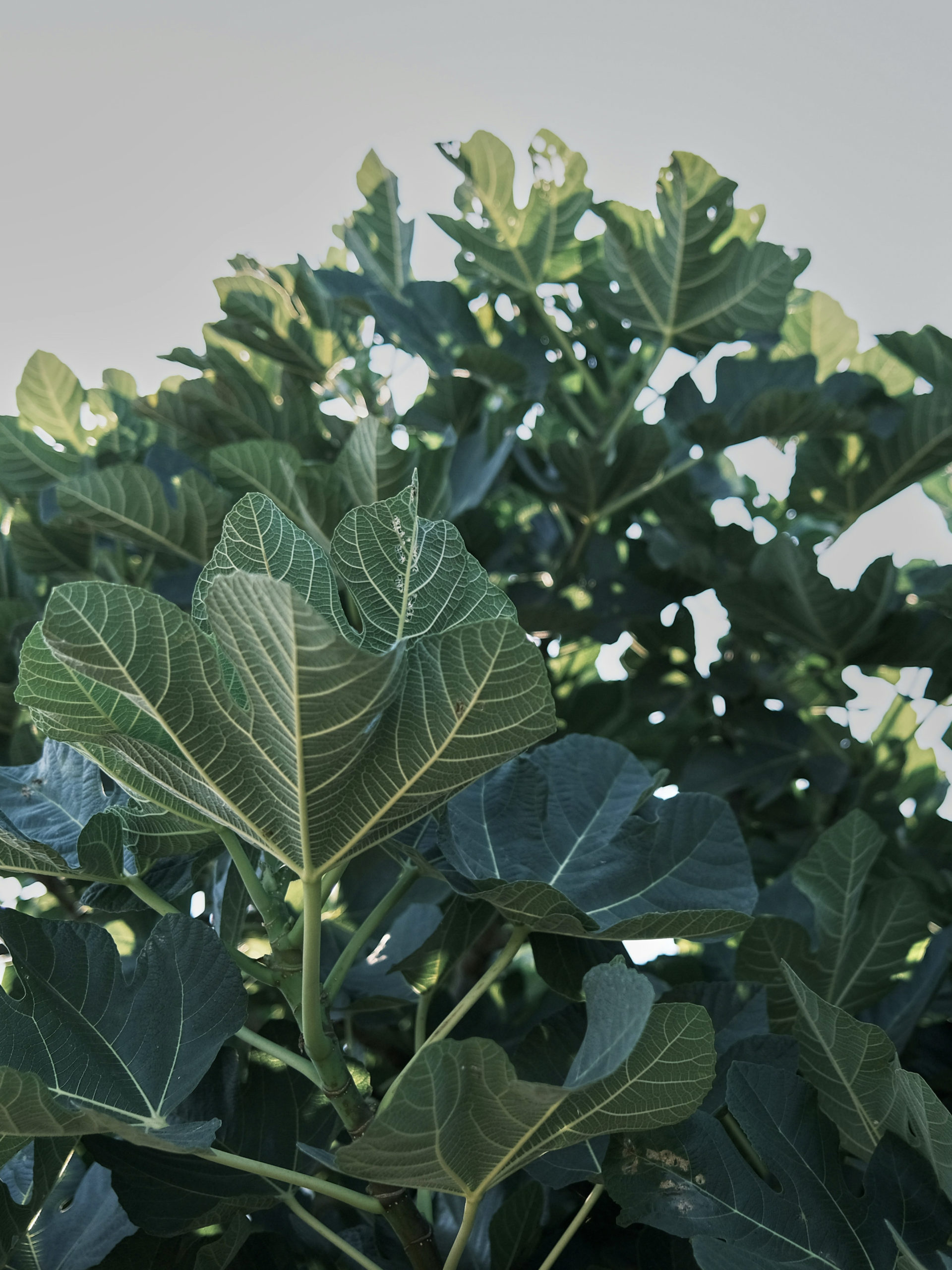 Una vista ravvicinata delle foglie di fico verde intenso contro un cielo limpido, che ne mette in risalto le venature e la consistenza caratteristiche.