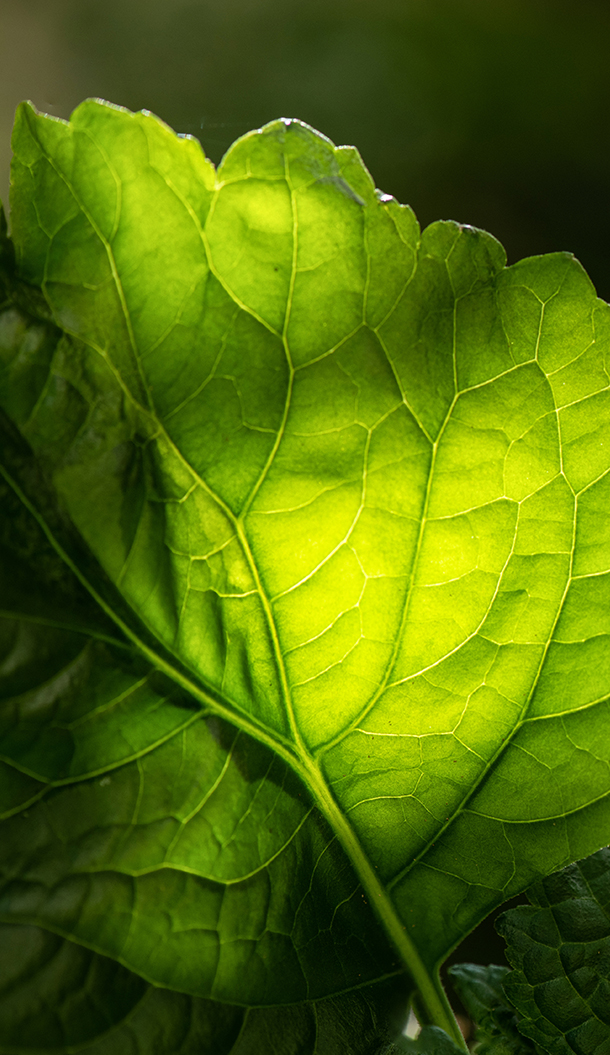 Primo piano di una foglia verde, che mostra le sue venature dettagliate e una sfumatura di tonalità che vanno dal verde scuro al verde brillante.