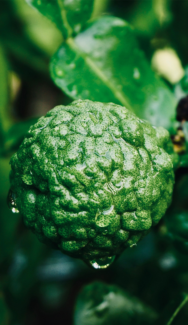 Primo piano di un frutto verde dalla superficie ruvida con goccioline d'acqua, circondato da foglie verdi rigogliose.