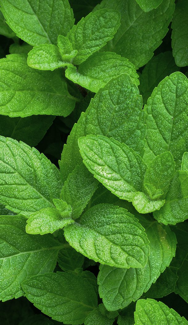 Primo piano di foglie di menta verde brillante con gocce di rugiada, che ne mettono in risalto la superficie ruvida e il colore intenso.