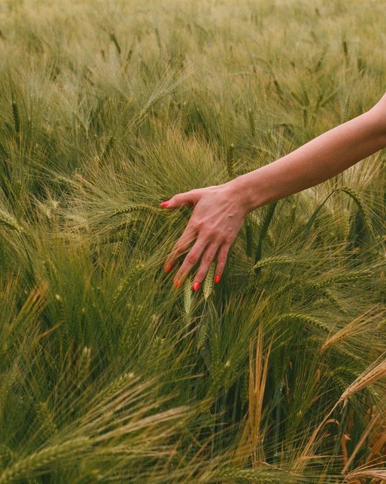 Una mano con unghie rosso vivo sfiora delicatamente un campo di grano alto e dorato. La scena cattura la consistenza e il movimento delle colture alla luce del sole.