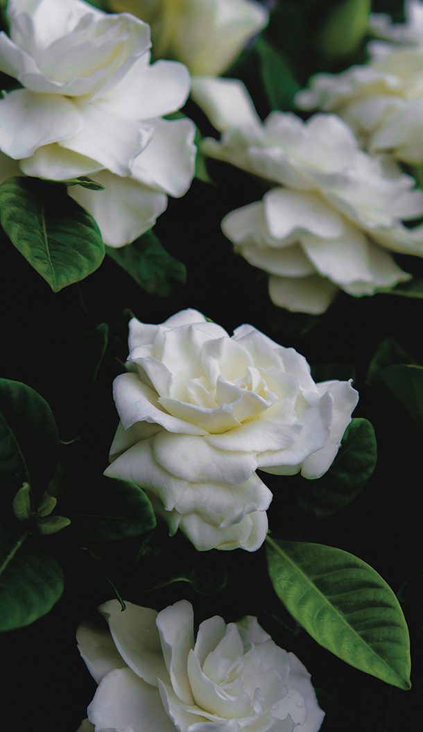 Primo piano di gardenie bianche circondate da foglie verdi rigogliose su sfondo scuro.