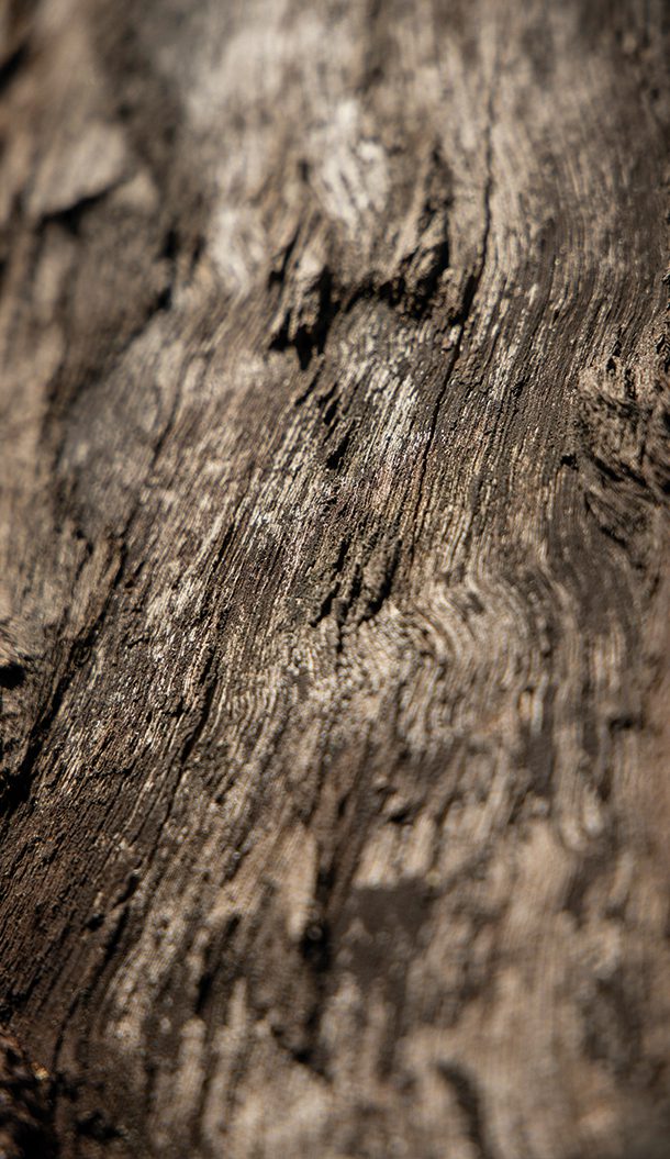 Primo piano della corteccia di un albero, che mostra intricati motivi e tonalità terrose. La superficie appare ruvida e consumata dal tempo.