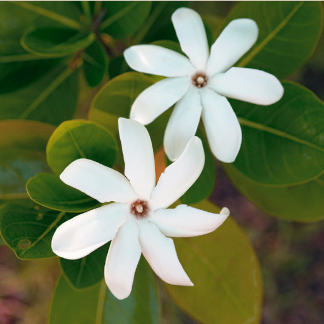 Nahaufnahme von weißen tropischen Blüten mit grünen Blättern, die natürliche Inhaltsstoffe symbolisieren