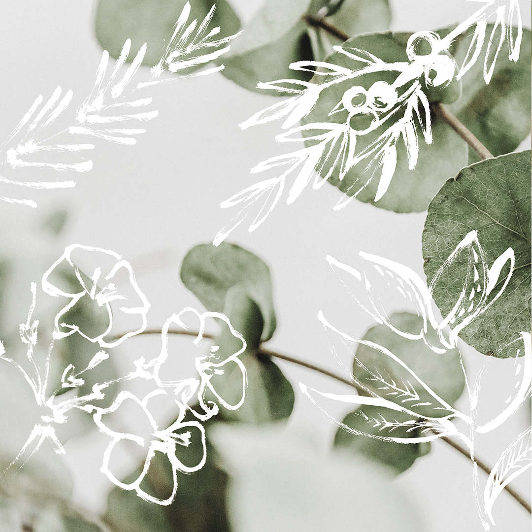 Nahaufnahme von Eukalyptusblättern, überlagert von weißen, handgezeichneten botanischen Illustrationen, die echte Pflanzenstrukturen mit künstlerischen Skizzenelementen auf einem sanften, hellen Hintergrund verbinden.